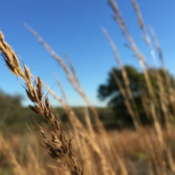 1513188123Yellow-indiangrass-Sorghastrum-nutans-detail-seeds-650-2.jpg