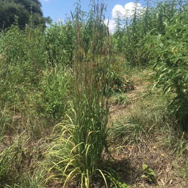 1513286753bluestem-big_whole-plant.JPG