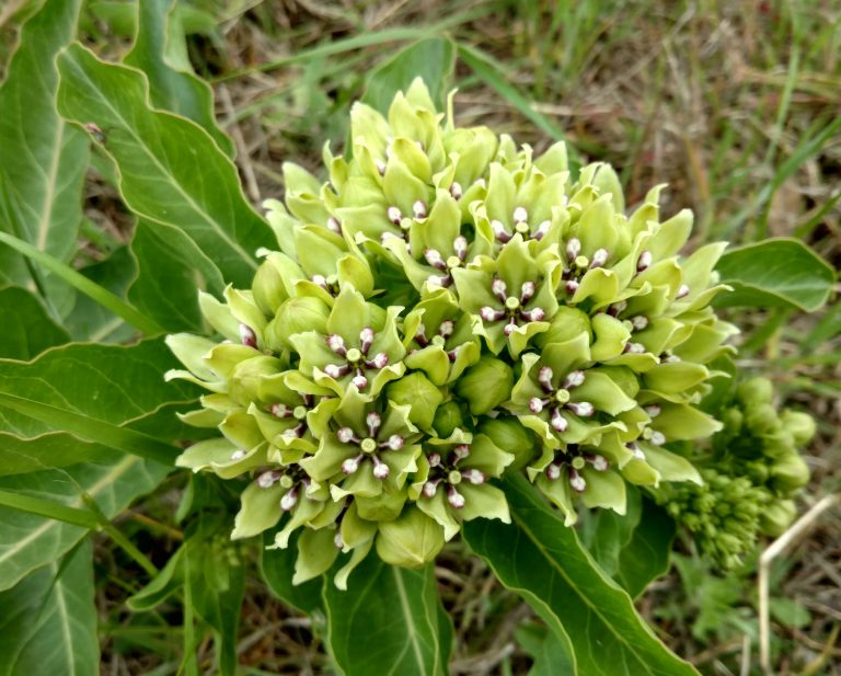 1513287286Milkweed-green-Asclepias-viridis-bloom1.jpg