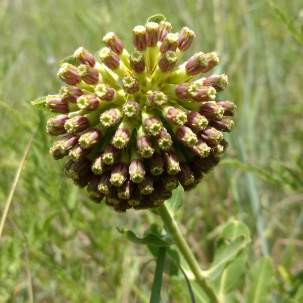 1513287679milkweed-wand-Asclepias-viridiflora-bloom2.jpg