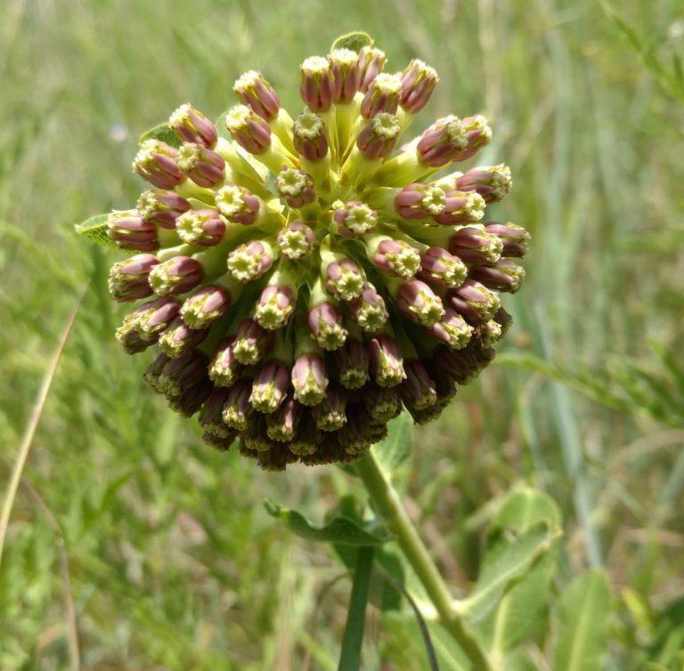 1513287679milkweed-wand-Asclepias-viridiflora-bloom2.jpg