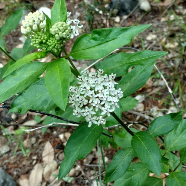 1513287785Milkweed-Texas-Asclepias-texana-close.jpg