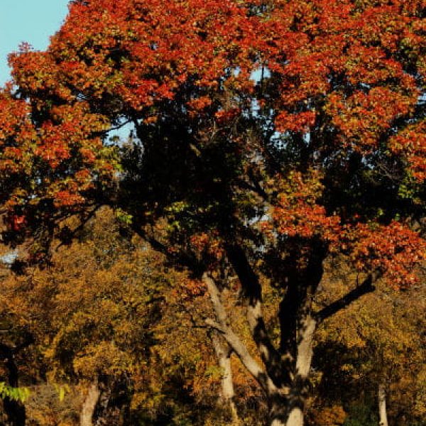 1513788975Red-oak-Quercus-texana-form-autumn-600.jpg