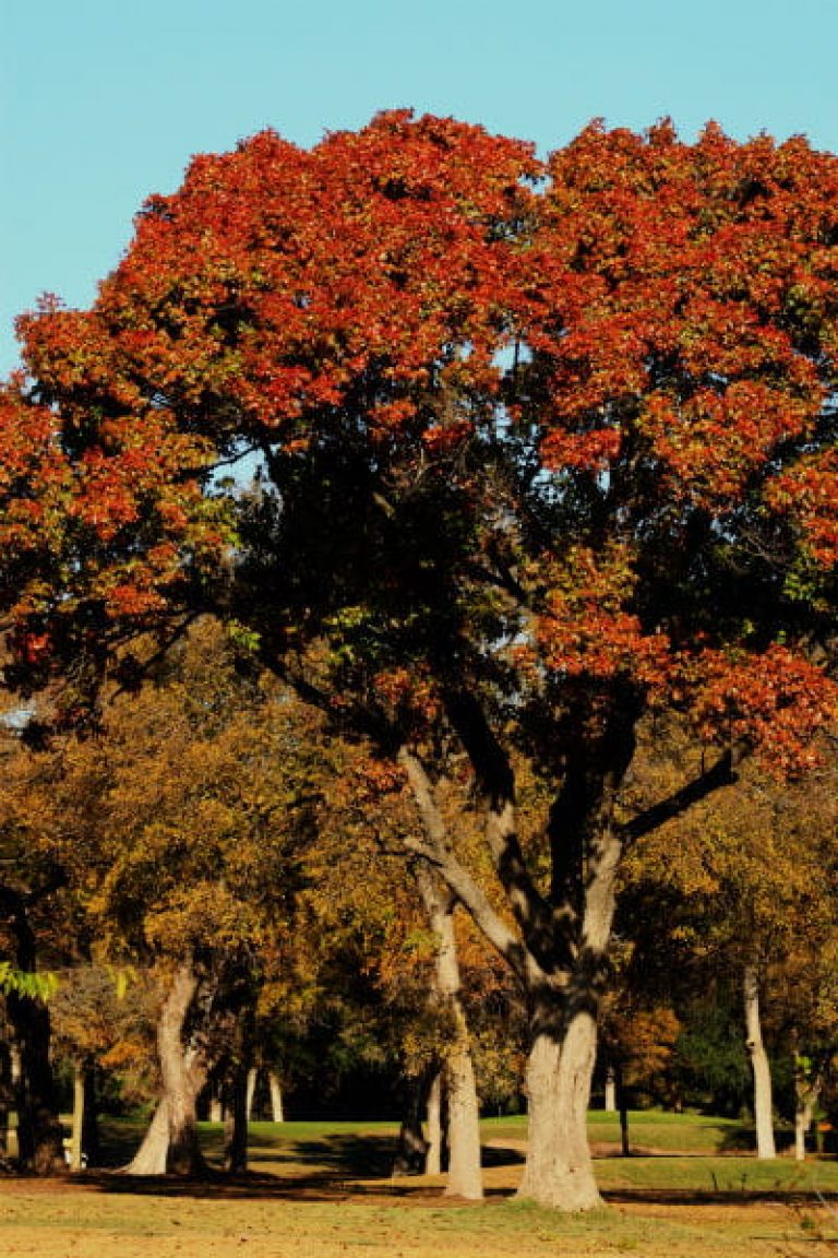 1513788975Red-oak-Quercus-texana-form-autumn-600.jpg