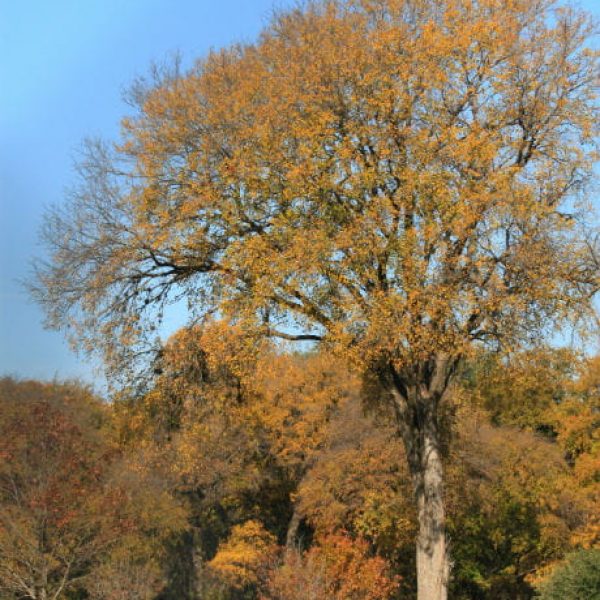 1513799651Cedar-elm-Ulmu-parvifolia-form-Brackenridge-12-2017-600.jpg