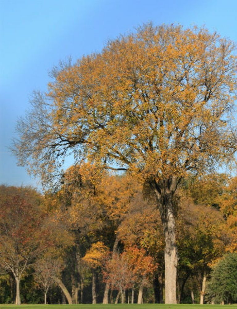 1513799651Cedar-elm-Ulmu-parvifolia-form-Brackenridge-12-2017-600.jpg