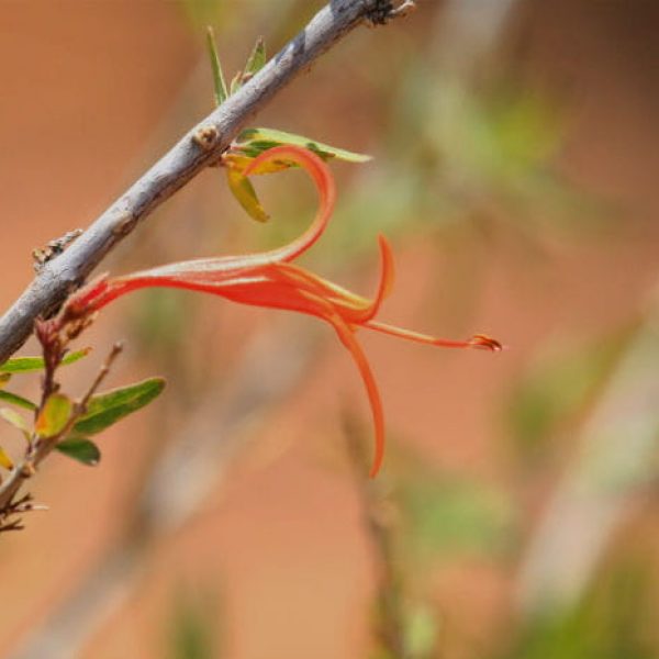 1516808710Flame-acanthus-Anisacanthus-spp-detail-brad-wier.jpg