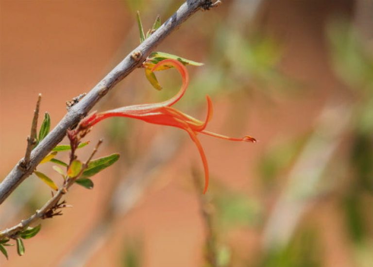 1516808710Flame-acanthus-Anisacanthus-spp-detail-brad-wier.jpg