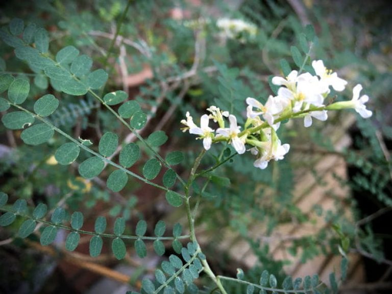 1516902180Kidneywood-Eysenhardtia-texana-detail-flower-brad-wier-650.jpg