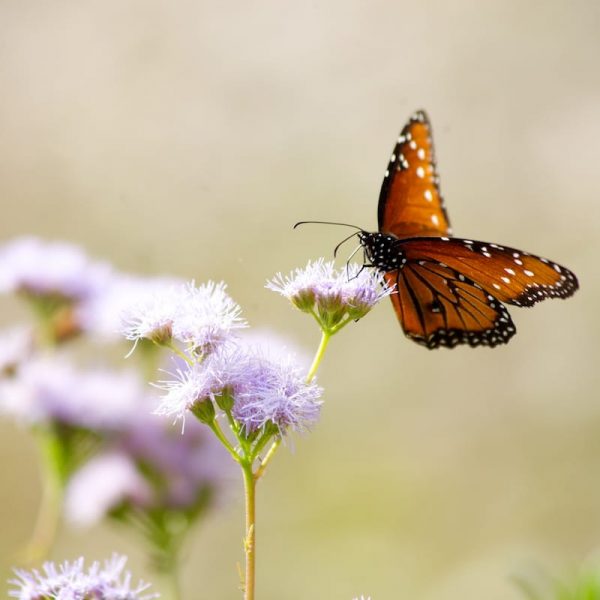 1516903207Mistflower.jpg