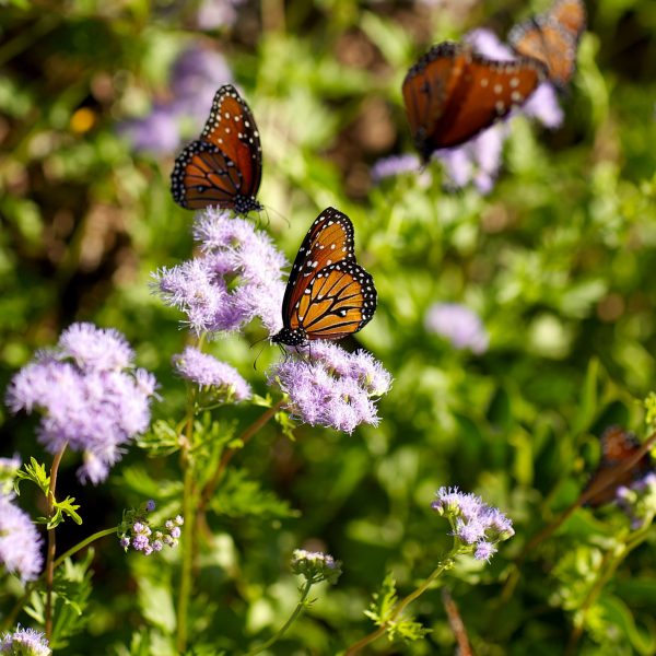 1516903212mistflower-and-Queens-at-MLAC-2013-JR.jpg