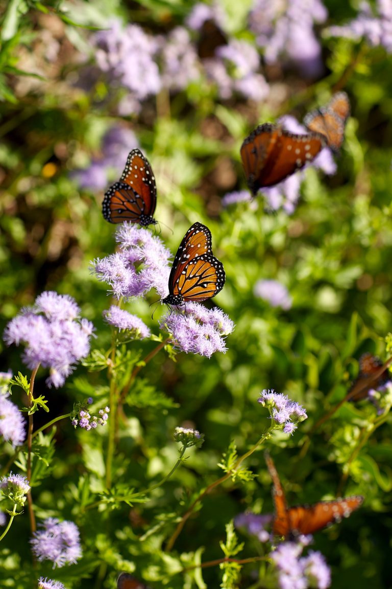 1516903212mistflower-and-Queens-at-MLAC-2013-JR.jpg