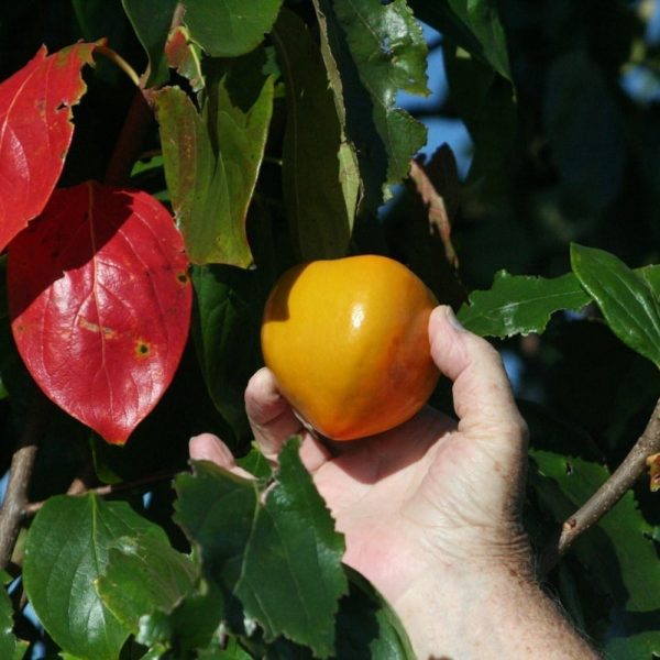 1519056130Persimmon-Asian-Diospyros-kaki-detail-fruit-Jerry-Parsons.jpg