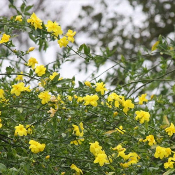 1519056376Primrose-jasmine-Jasminum-mesneyi-detail-flowering-650.jpg