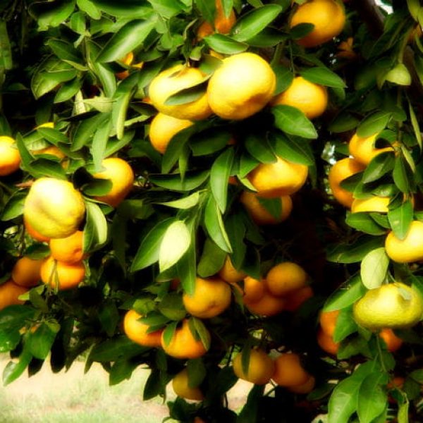 1519057194Satsuma-Citrus-reticulata-detail-fruiting-650.jpg