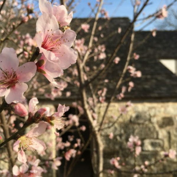 1520446157Peach-Prunus-persica-flowering-SABG-March-2018-brad-wier.jpg