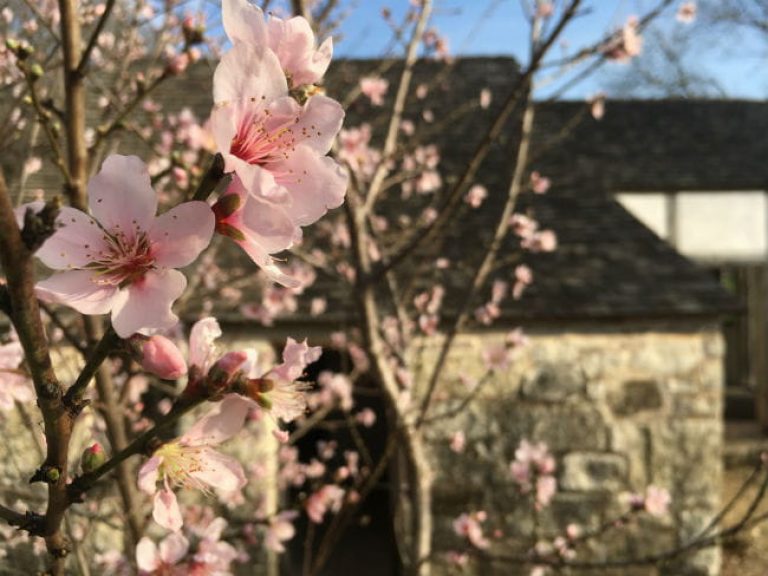 1520446157Peach-Prunus-persica-flowering-SABG-March-2018-brad-wier.jpg