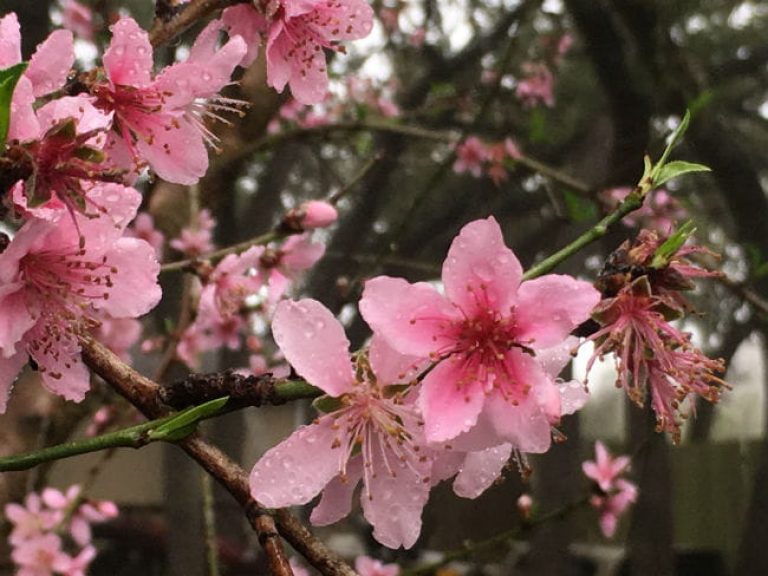 1520446163Peach-prunus-persica-detail-flowering-March-2018.jpg