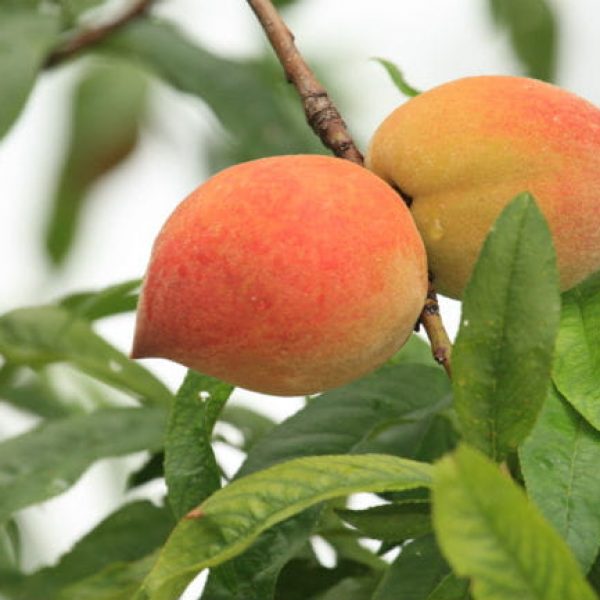 1520446167Peach-Prunus-persica-detail-fruit-brad-wier-4-2017.jpg