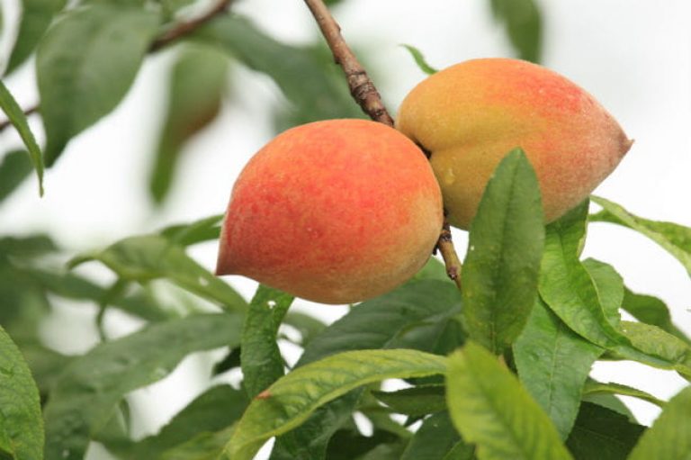 1520446167Peach-Prunus-persica-detail-fruit-brad-wier-4-2017.jpg