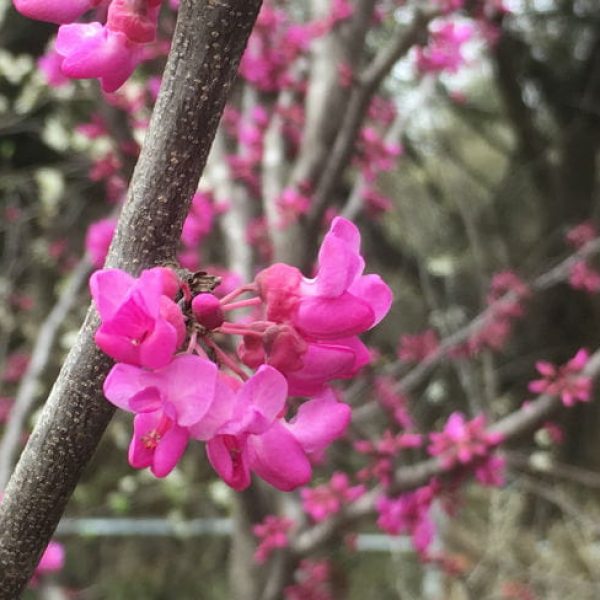 1520452808Redbud-oklahoma-Cercis-canadensis-var-texana-oklahoma-detail-flowering-March-2018-650.jpg