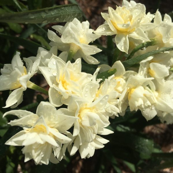 1520455964Narcissus-tazetta-detail-flowering-March-2018.JPG