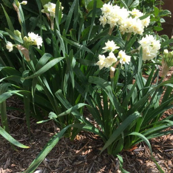 1520455980Paperwhite-Narcissus-tazetta-form-March-2018-650.jpg