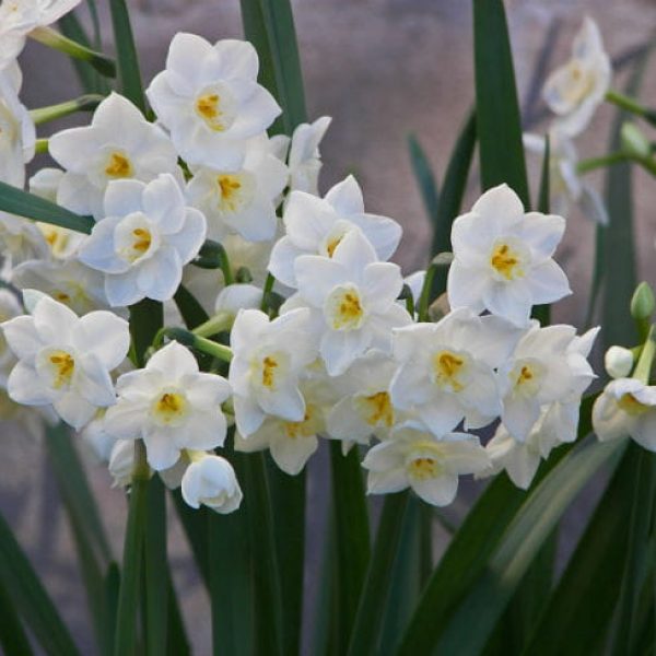 1520455989Paperwhites-Narcissus-tazetta-Calvin-Finch-detail-650.jpg