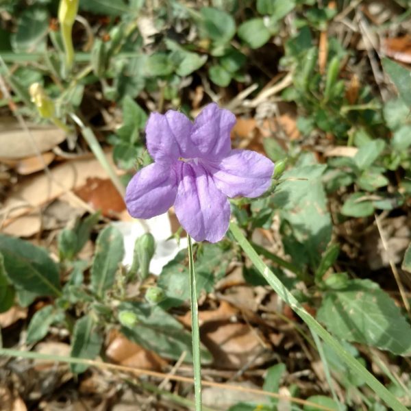 1520459764Wild_petunia.jpg