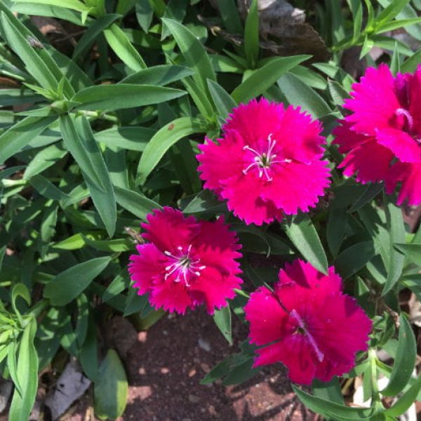 1520880273Sweet-william-Dianthus-barbatus-detail-flowering.jpg