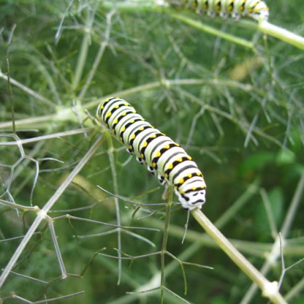 1521043008Fennel-Foeniculum-vulgare-detail-caterpillar.jpg