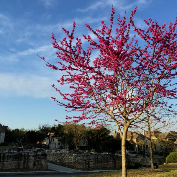 1521204448oklahoma-redbud-cercis-canadensis-form.jpg