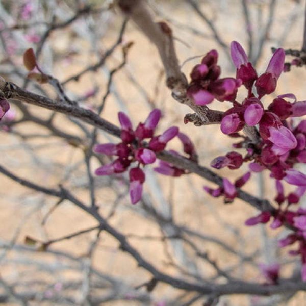 1521205272Redbud-Mexican-Cercis-canadensis-var-mexicana-detail-flowering-stephanie-brundage-unrestricted.jpg