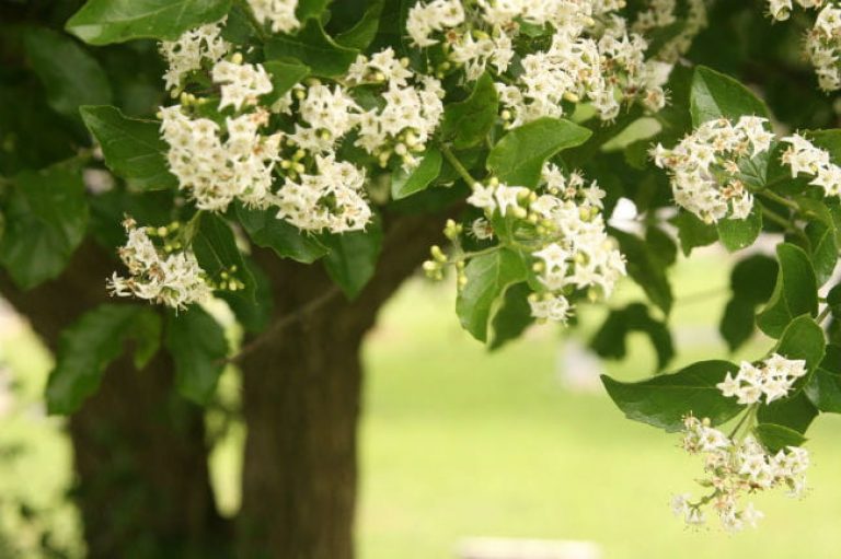 1521206298Anacqua-Ehretia-anacua-detail-flowering-March-2017-brad-wier-7W0U0855.jpg