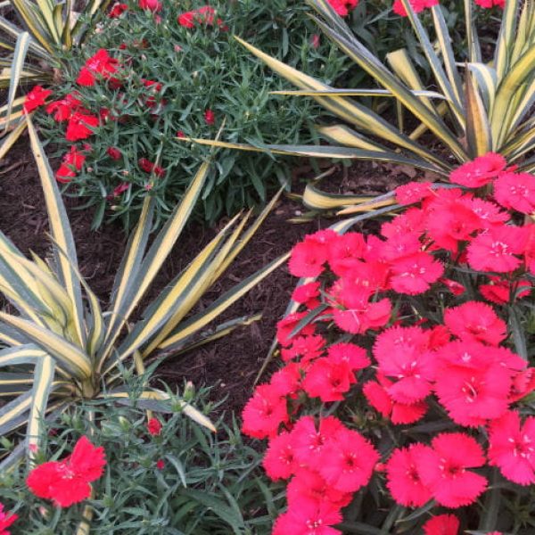 1522154133Dianthus-spp-detail-flowering-Austin-March-2018.jpg