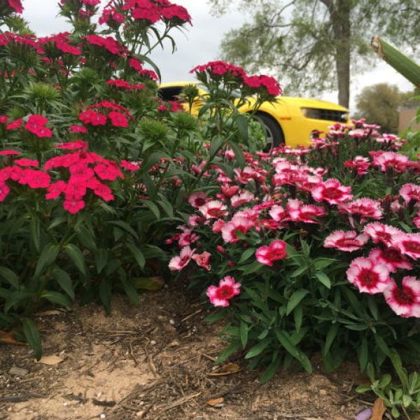 1522154138Dianthus-spp-form-Austin-March-2018-bradwier.jpg