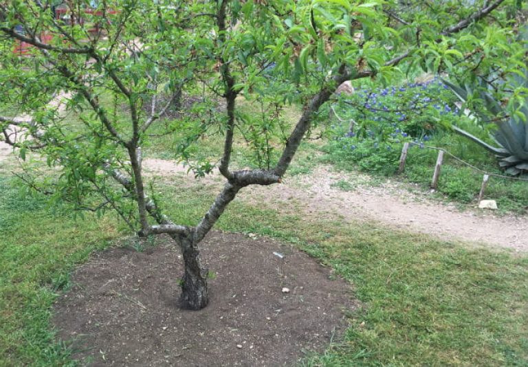 1522154606Peach-Prunus-persica-form-pruned-March-2018-650.jpg