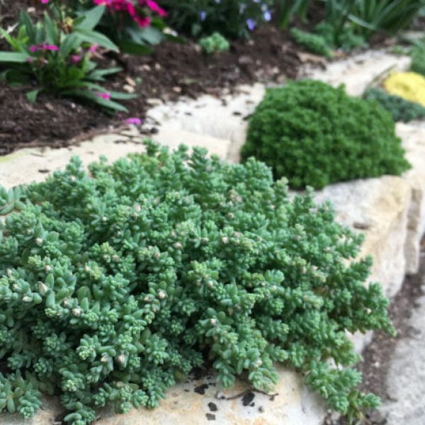 1522155298Sedum-spp-March-2018.jpg