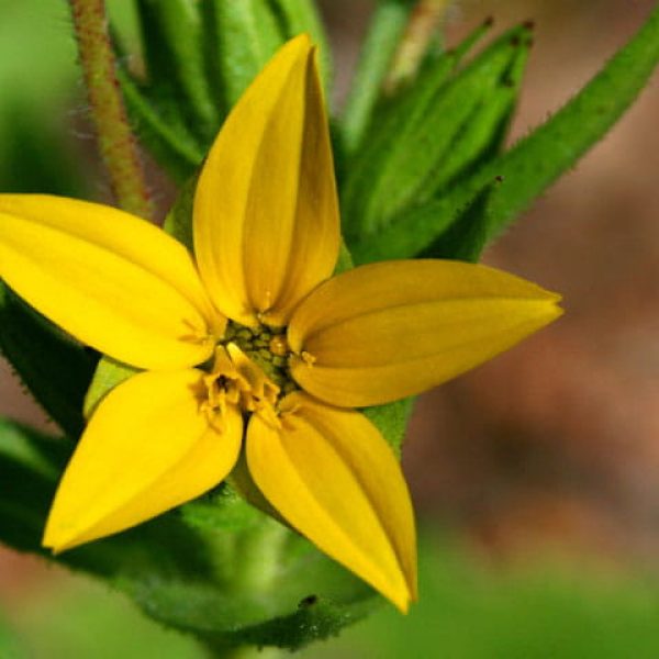 1522157229Lindheimers-daisy-Lindheimera-texana-detail-flower-npin-unrestricted-Randy-Heisch-RRH_0022.JPG