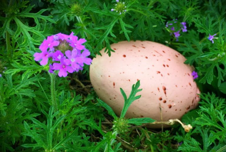 1522962710Prairie-verbena-Verbena-bipinnatifada-detail-egg-easter-brad-wier-650.jpg