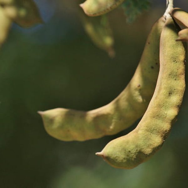 1524254350ebony-ebenopsis-ebano-detail-bean-april-2018-mcallen-brad-wier.jpg