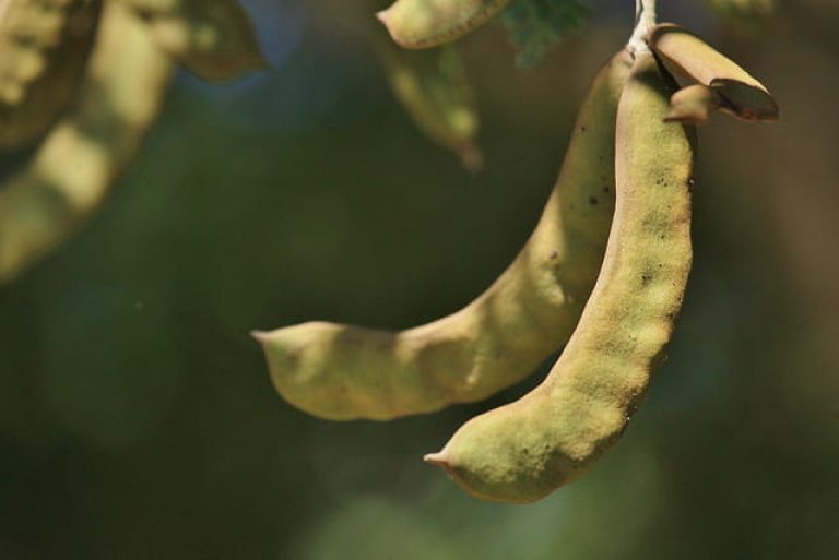 1524254350ebony-ebenopsis-ebano-detail-bean-april-2018-mcallen-brad-wier.jpg