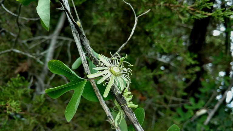 1525447426Passiflora_affinis_flower1.jpg