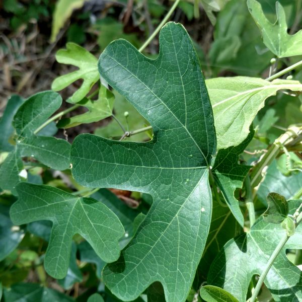1525447427Passiflora_affinis_leaf.jpg