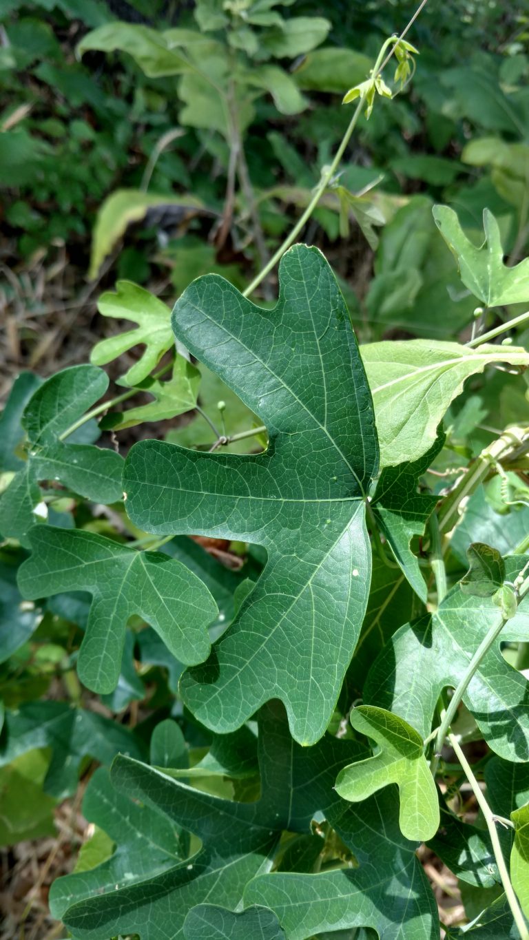 1525447427Passiflora_affinis_leaf.jpg