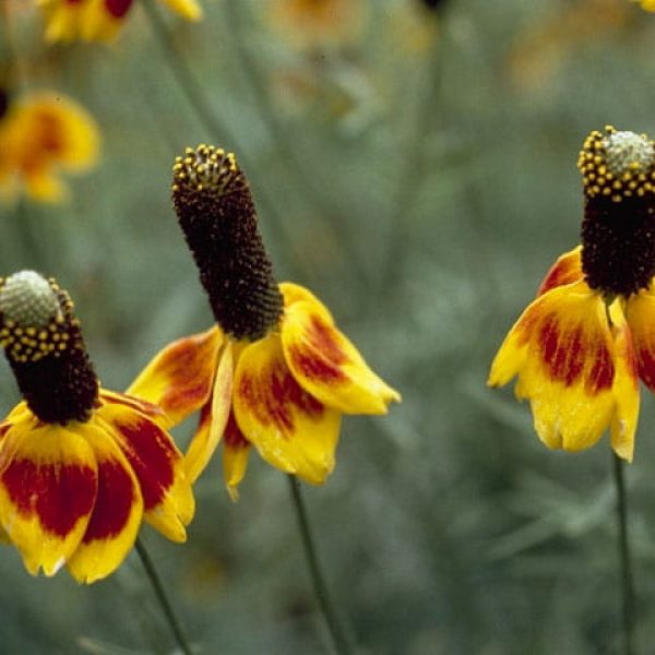 1526937045Mexican-Hat-Ratibida-columnifera-form-NPIN-photo-courtesy-Kimberly-Kline.JPG