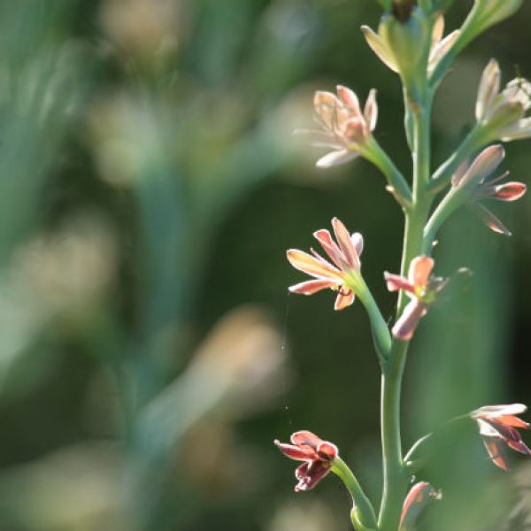 1527597187Manfreda-manfreda-maculosa-detail-flowering-june-2018-brad-wier.jpg