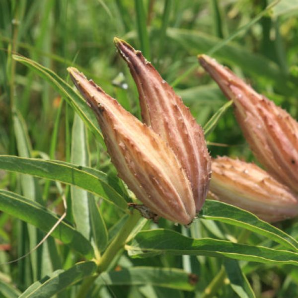 1527597524Milkweed-antelope-horn-Asclepias-asperula-detail-seed-pod.jpg