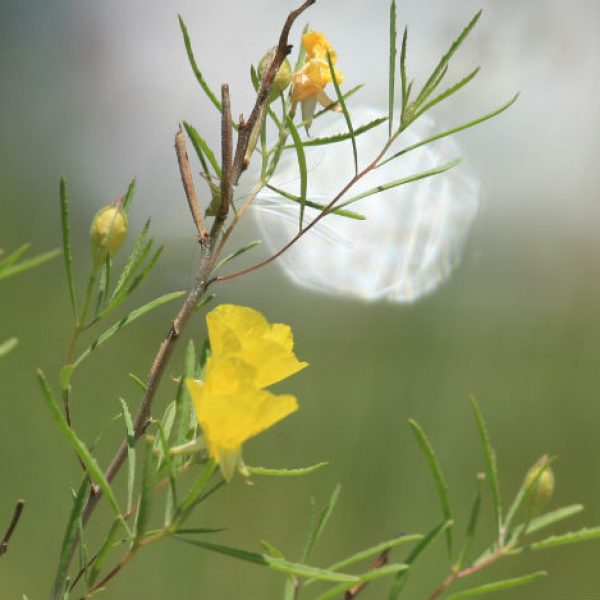 1527626442Sundrops-Calylophus-berlandieri-detail-flowering-brad-wier-650.jpg