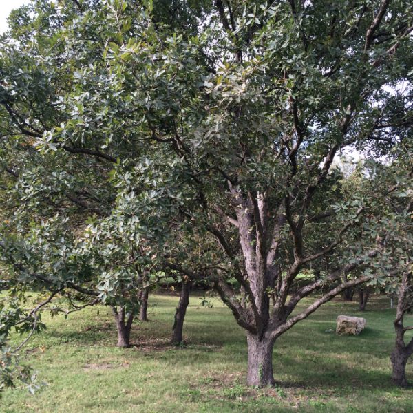 1527626933Oak-Lacey-Quercus-laceyi-form-Trinity-grove-10-2015-bmw.jpg